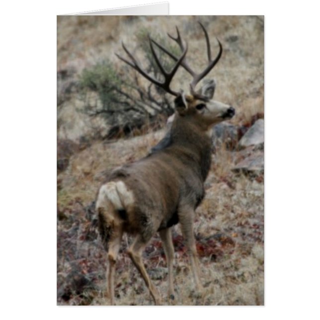 Giant mule deer buck (Front)