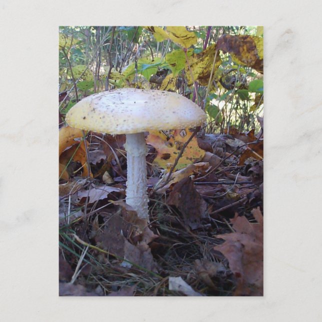 Giant Mushroom Postcard (Front)