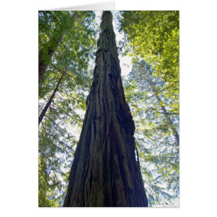 Giant Neverending Redwood Tree