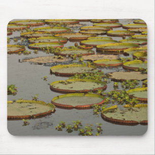 Giant or Victoria Lilies Victoria amazonica, Mouse Pad