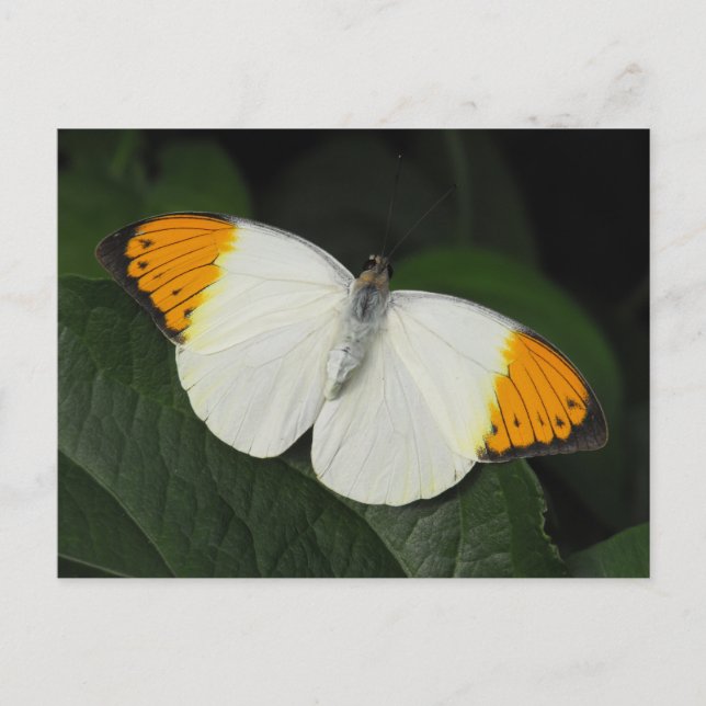 Giant Orange Tip Butterfly Postcard (Front)