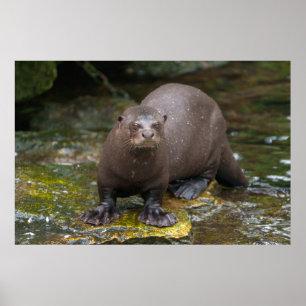 Giant Otter's Footprints Poster