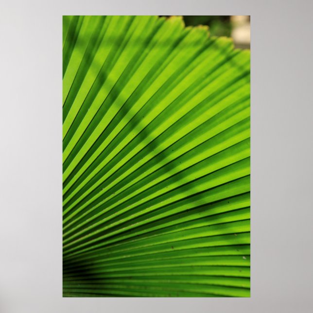 Giant Palm Leaf Pattern Poster (Front)