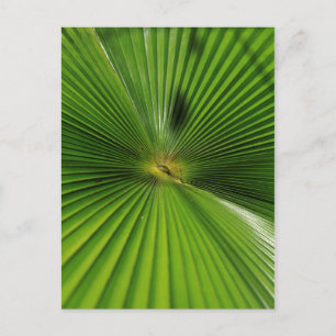 Giant Palm Leaf, Queensland Postcard