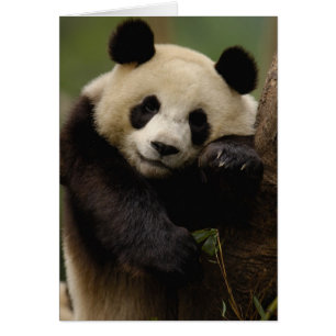Giant panda Ailuropoda melanoleuca) Family