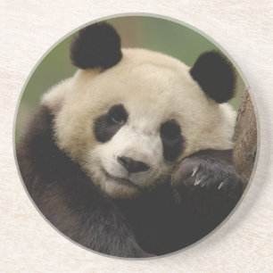 Giant panda Ailuropoda melanoleuca) Family Coaster