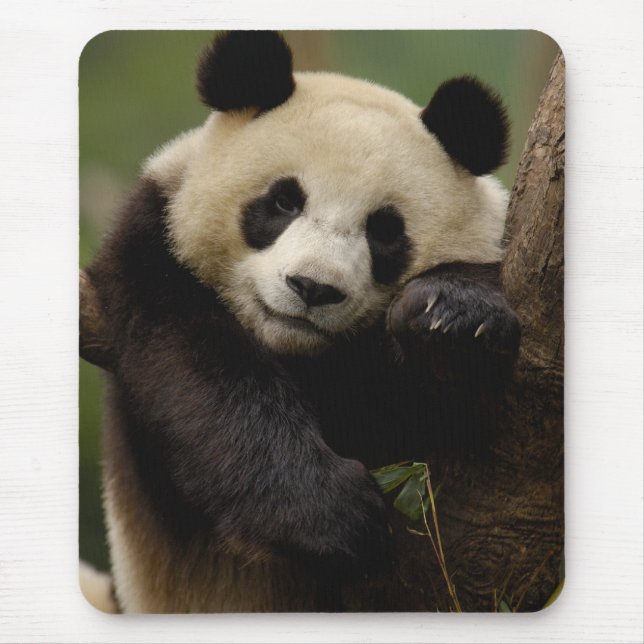 Giant panda Ailuropoda melanoleuca) Family Mouse Pad (Front)