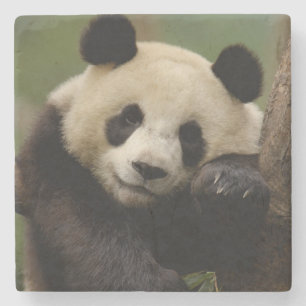 Giant panda Ailuropoda melanoleuca) Family Stone Coaster