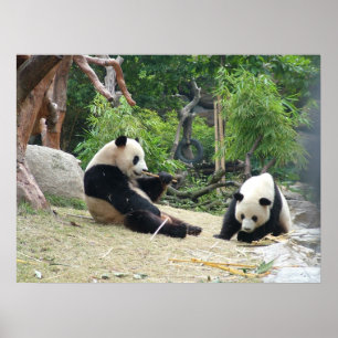 Giant Panda and Bamboo Poster
