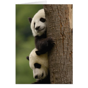 Giant panda babies Ailuropoda melanoleuca)