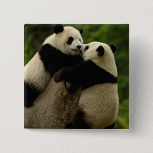 Giant panda babies (Ailuropoda melanoleuca) 15 Cm Square Badge