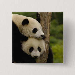 Giant panda babies Ailuropoda melanoleuca) 15 Cm Square Badge