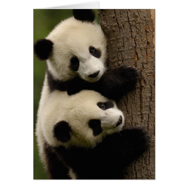 Giant panda babies (Ailuropoda melanoleuca) 2 (Front)