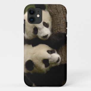Giant panda babies (Ailuropoda melanoleuca) 2 iPhone 11 Case