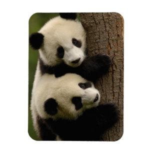 Giant panda babies (Ailuropoda melanoleuca) 2 Magnet