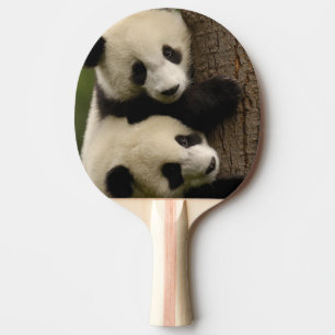 Giant panda babies (Ailuropoda melanoleuca) 2 Ping Pong Paddle