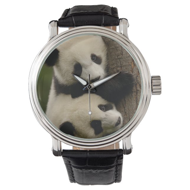 Giant panda babies (Ailuropoda melanoleuca) 2 Watch (Front)