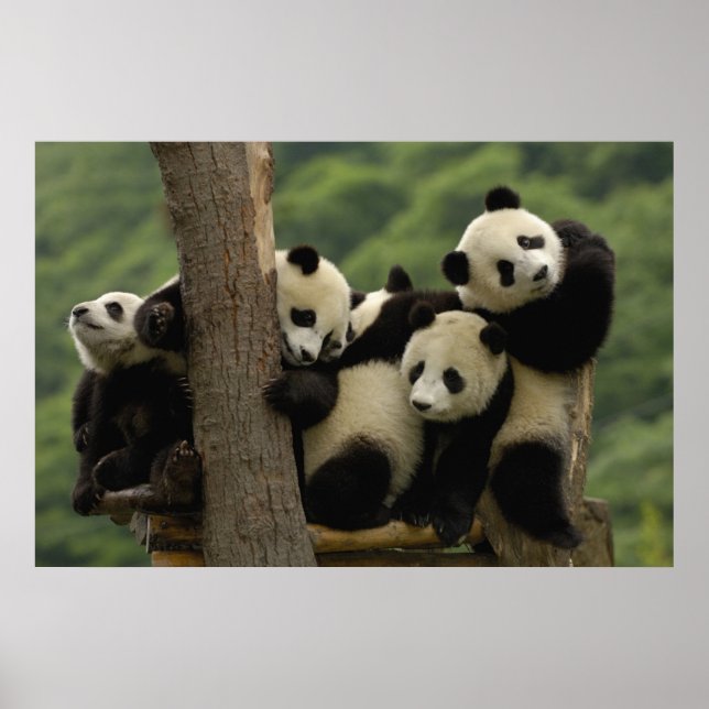 Giant panda babies Ailuropoda melanoleuca) 4 Poster (Front)