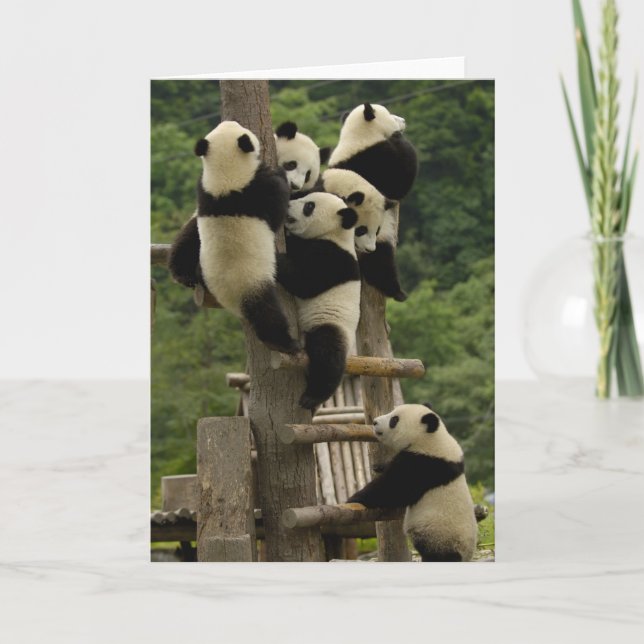 Giant panda babies Ailuropoda melanoleuca) Card (Front)