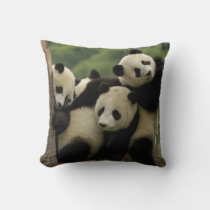 Giant panda babies Ailuropoda melanoleuca) Cushion