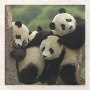 Giant panda babies Ailuropoda melanoleuca) Glass Coaster