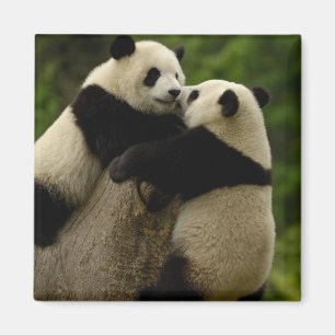 Giant panda babies (Ailuropoda melanoleuca) Magnet