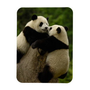 Giant panda babies (Ailuropoda melanoleuca) Magnet