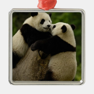 Giant panda babies (Ailuropoda melanoleuca) Metal Ornament