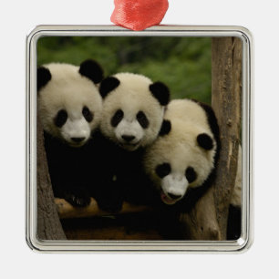 Giant panda babies Ailuropoda melanoleuca) Metal Ornament