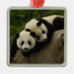 Giant panda babies Ailuropoda melanoleuca) Metal Ornament