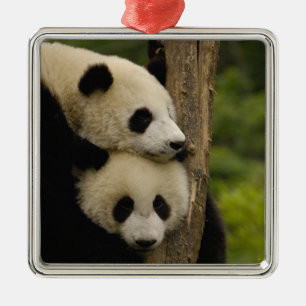 Giant panda babies Ailuropoda melanoleuca) Metal Tree Decoration