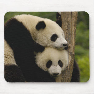 Giant panda babies Ailuropoda melanoleuca) Mouse Pad