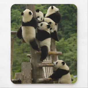 Giant panda babies Ailuropoda melanoleuca) Mouse Pad
