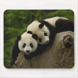 Giant panda babies Ailuropoda melanoleuca) Mouse Pad