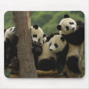 Giant panda babies Ailuropoda melanoleuca) Mouse Pad