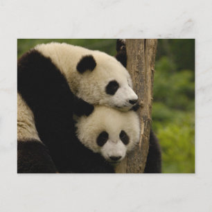 Giant panda babies Ailuropoda melanoleuca) Postcard