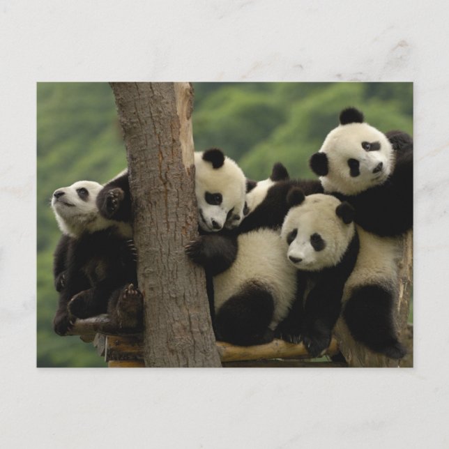 Giant panda babies Ailuropoda melanoleuca) Postcard (Front)