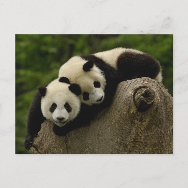 Giant panda babies Ailuropoda melanoleuca) Postcard (Front)