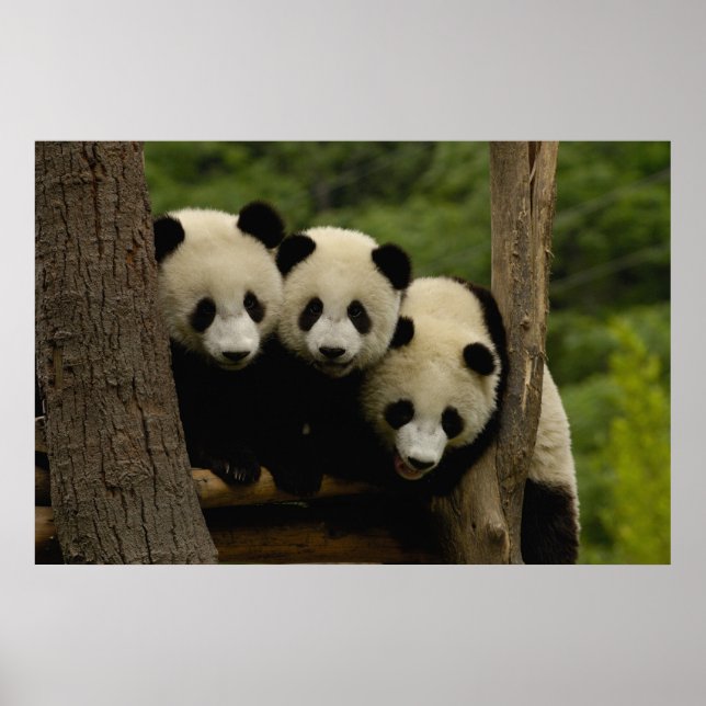 Giant panda babies Ailuropoda melanoleuca) Poster (Front)