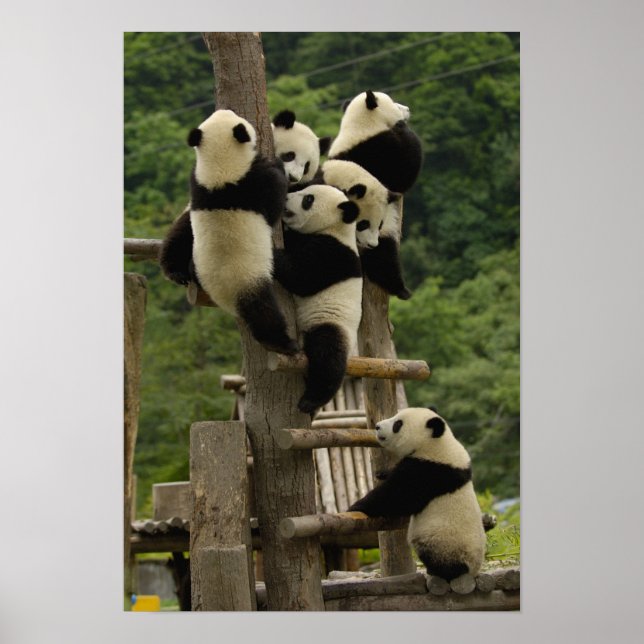 Giant panda babies Ailuropoda melanoleuca) Poster (Front)