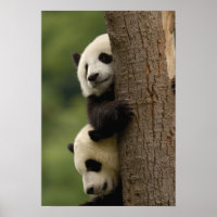 Giant panda babies Ailuropoda melanoleuca)