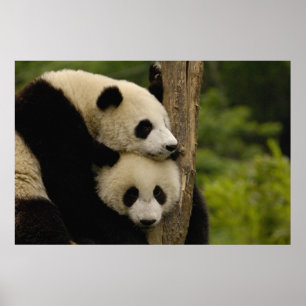 Giant panda babies Ailuropoda melanoleuca) Poster
