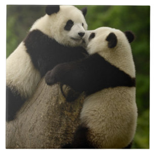 Giant panda babies (Ailuropoda melanoleuca) Tile