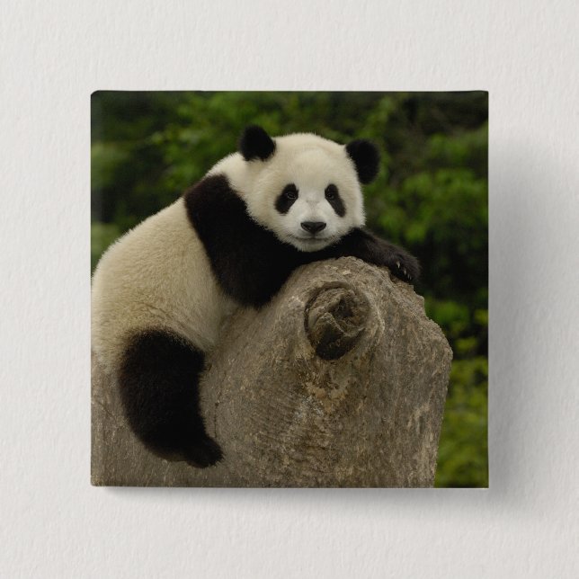 Giant panda baby 15 cm square badge (Front)