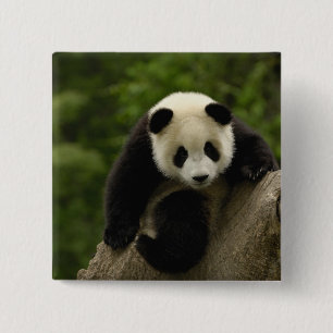 Giant panda baby 15 cm square badge
