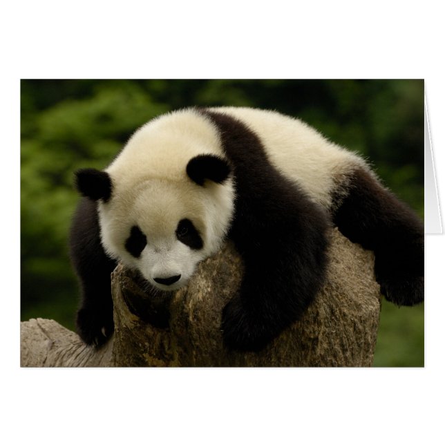 Giant panda baby (Ailuropoda melanoleuca) (Front Horizontal)