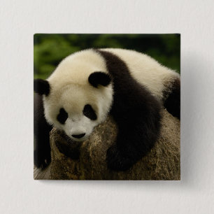 Giant panda baby (Ailuropoda melanoleuca) 15 Cm Square Badge
