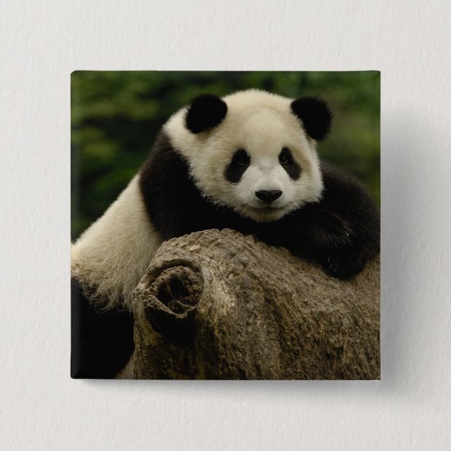 Giant panda baby Ailuropoda melanoleuca) 15 Cm Square Badge (Front)