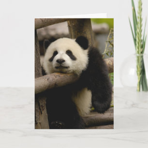 Giant panda baby Ailuropoda melanoleuca) Card
