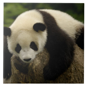 Giant panda baby (Ailuropoda melanoleuca) Ceramic Tile